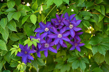 Clématite Jackmanii