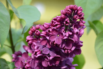 Ludwig Spaeth Lilas français