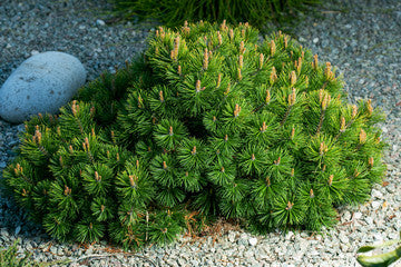 Dwarf Mugo Pine