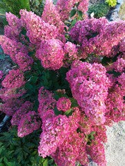 Strawberry Sundae® Hydrangea (FE)