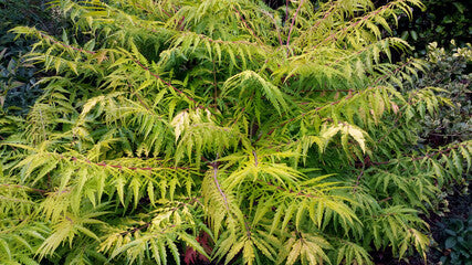 Tiger Eyes® Cutleaf Staghorn Sumac (FE)