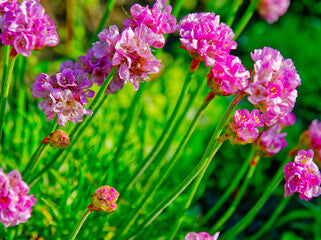 Splendens Sea Thrift