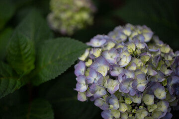 Hortensia à grandes feuilles Bloomstruck® (ES)