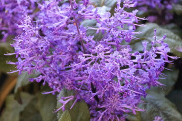 Plectranthus ‘Velvet Elvis’ (Plectranthus spp.)