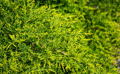 Gold Coast Juniper