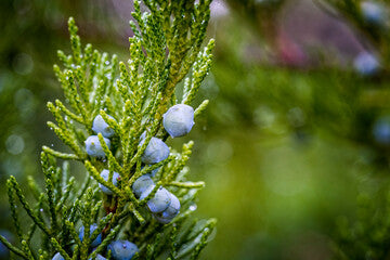 Savin Juniper