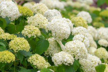 FlowerFull® Hydrangea (FE)