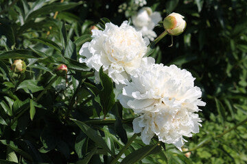 Double White Peony