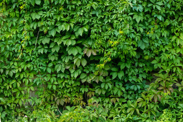 Virginia Creeper