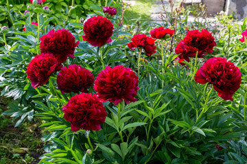Double Red Peony