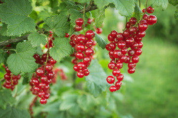 Red Currant