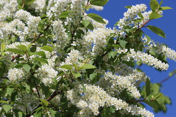 Mayday Tree