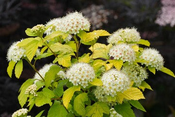 Nid d'abeille® à neuf écorces (FE)
