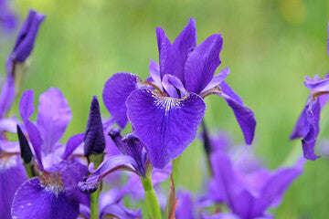 Caesar's Brother Siberian Iris