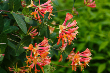 Dropmore Scarlet Honeysuckle