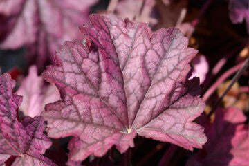 Smoothie aux baies Coral Bells