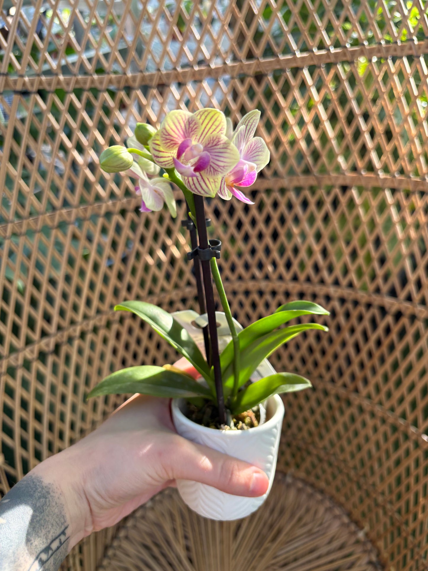 Hand holding a small potted  orchid against a wicker background