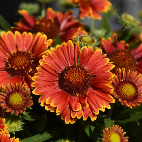 SpinTop Mariachi Starburst Blanket Flower