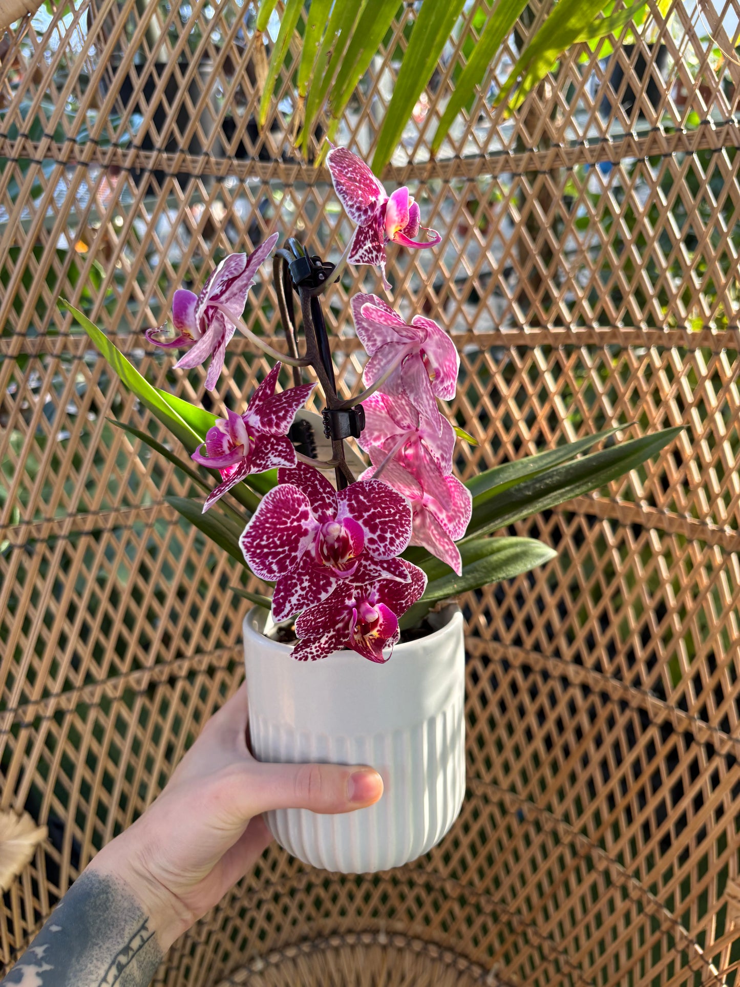 Hand holding a small potted  orchid against a wicker background