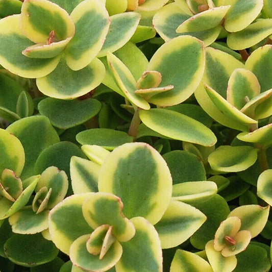 SunSparkler® Lime Twister Stonecrop