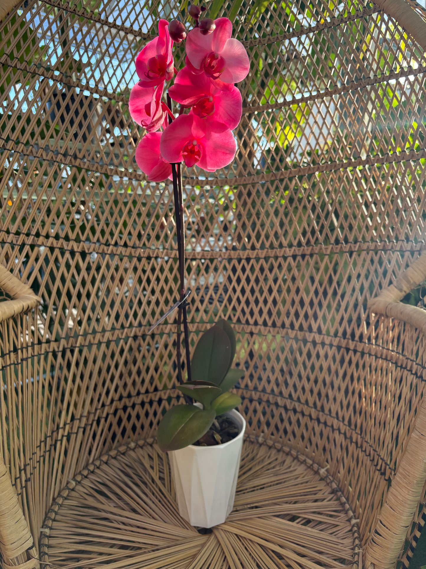 a pink potted orchid against a wicker background