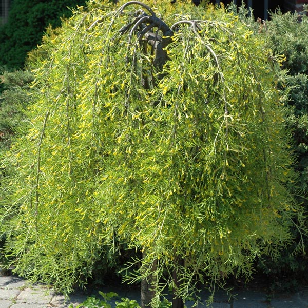 Walker Weeping Caragana