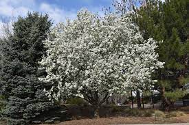 Spring Snow Crabapple