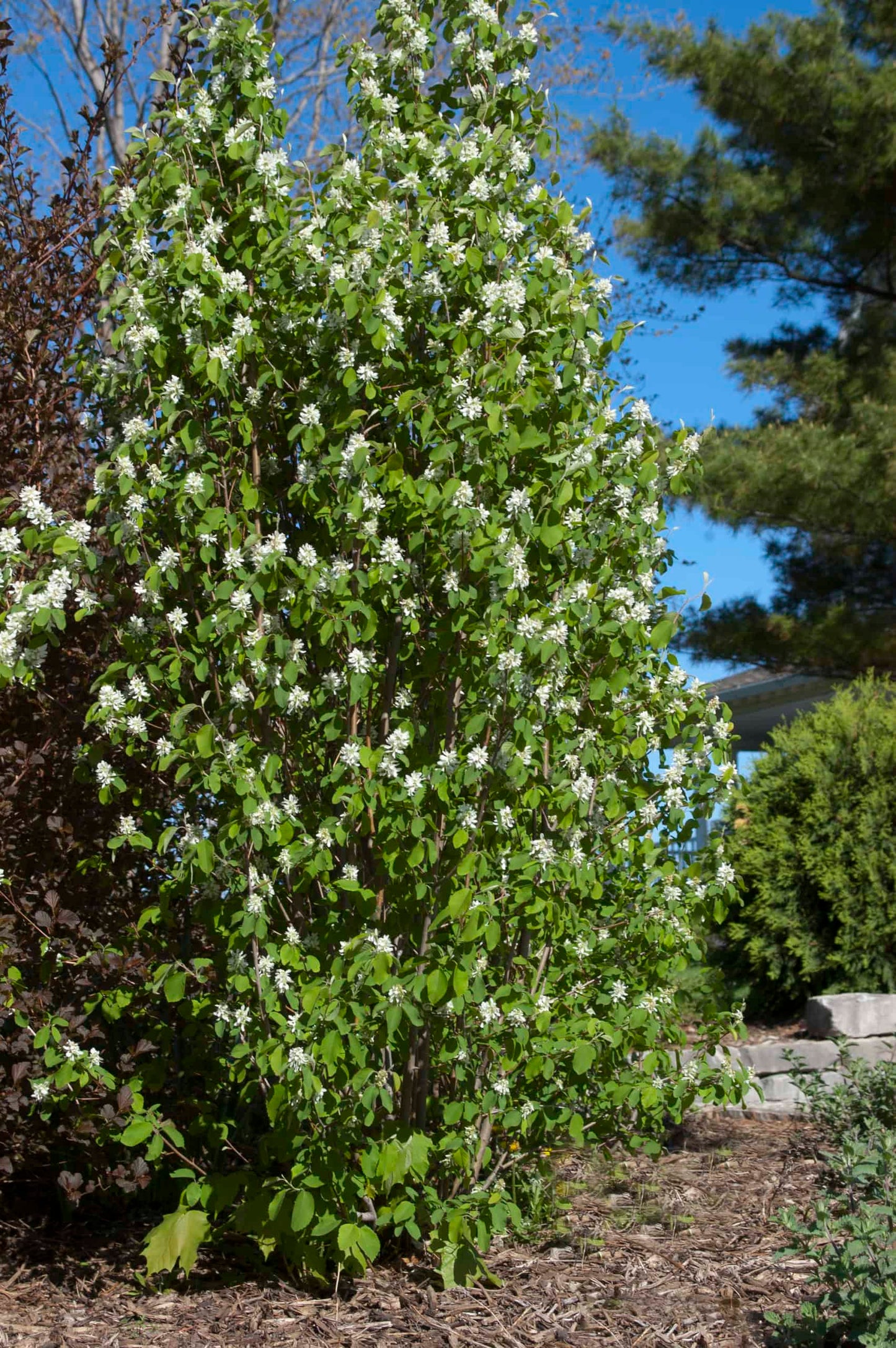 Standing Ovation™ Serviceberry (FE)
