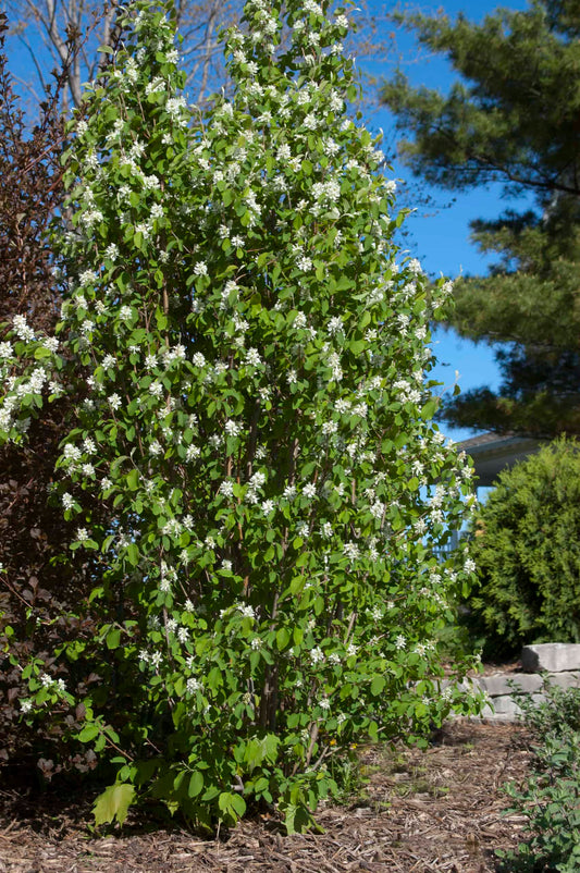 Standing Ovation™ Serviceberry (FE)