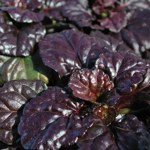 Bugleweed à coquille Saint-Jacques noire