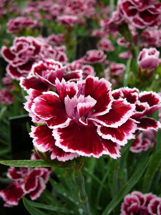 Sunflor® Sofia Dwarf Hardy Carnation