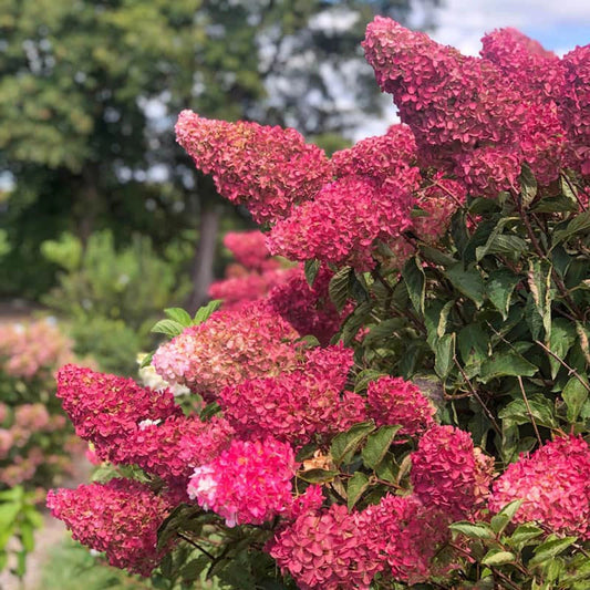Hortensia Berry White® (FE)