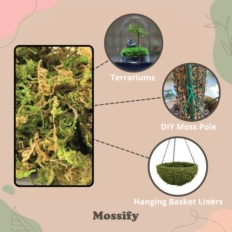Premium Natural Forest Moss