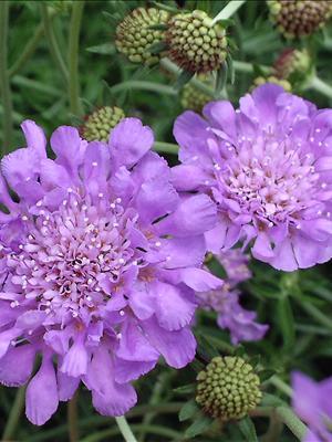 Butterfly Blue Pincushion Flower