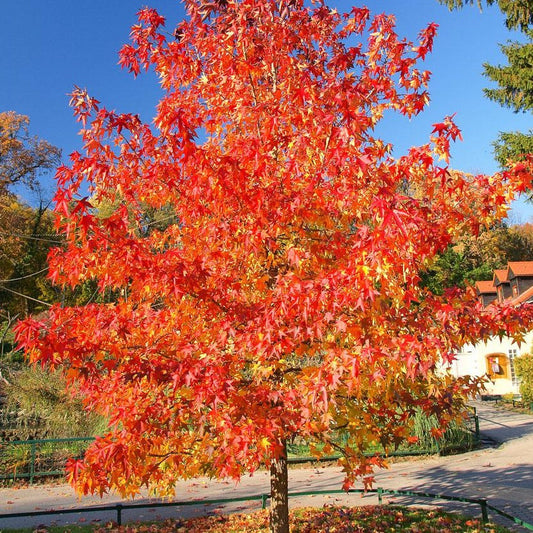 Autumn Blaze® Maple