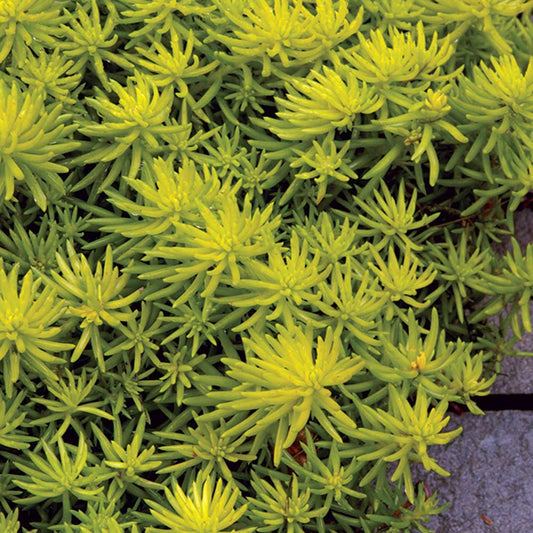 Angelina Stonecrop