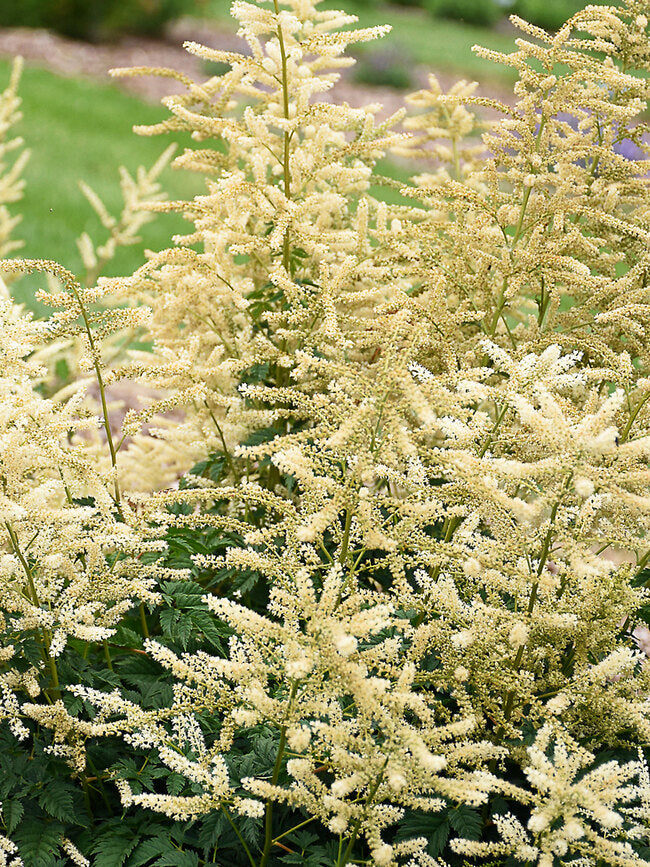 Goatee Goat's Beard