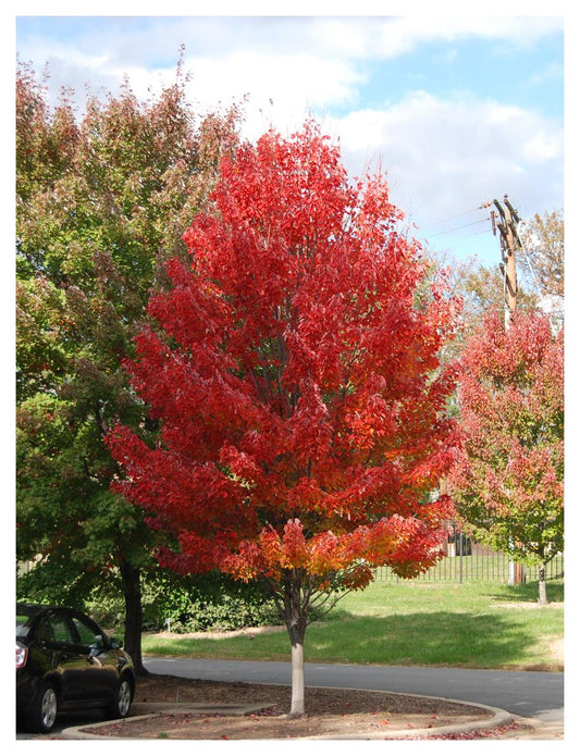 Red Rocket Maple