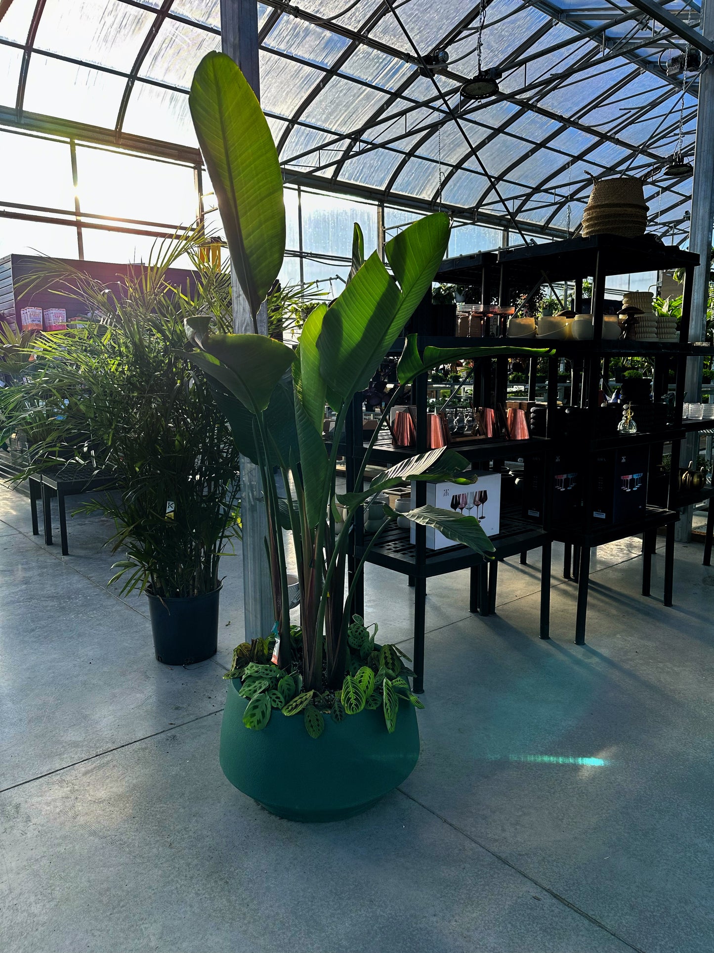 A Bird of Paradise plant with tall, arching green leaves in a pot, surrounded by Prayer Plants with patterned foliage, displayed indoors.