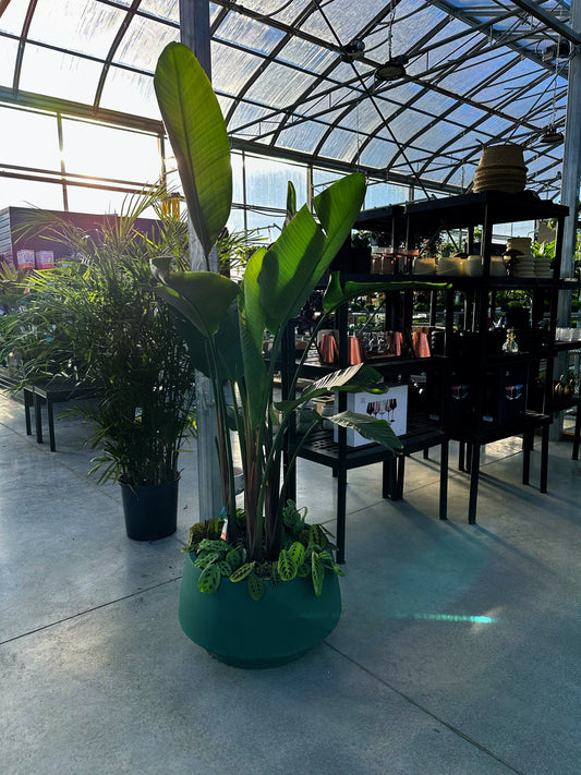 A Bird of Paradise plant with tall, arching green leaves in a pot, surrounded by Prayer Plants with patterned foliage, displayed indoors.