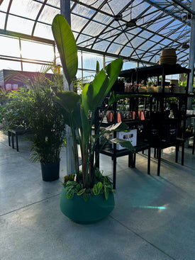 /products/bird-of-paradise-arrangement-pot-included