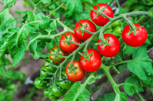Super Sweet 100 Cherry Tomato