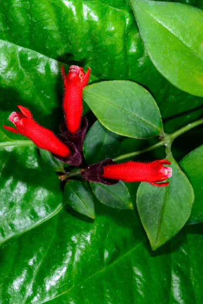 close up picture of a red blood with a deep purple base of a red leaf lipstick plant with green foliage surrounding it