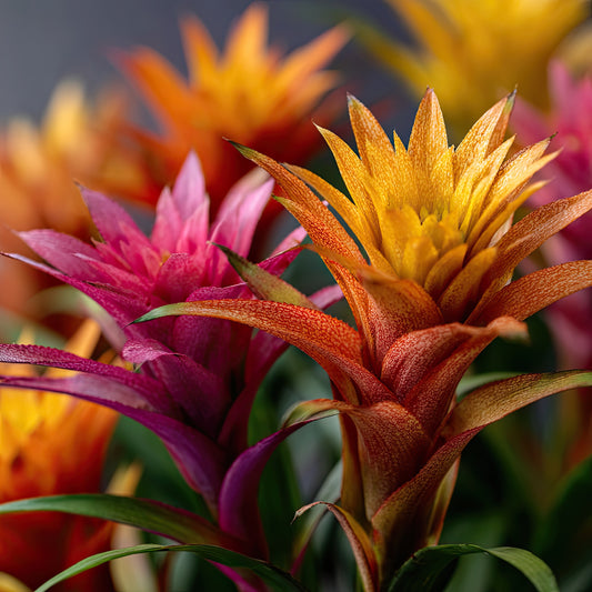 Close-up of colorful bromeliad flowers with a blurred background