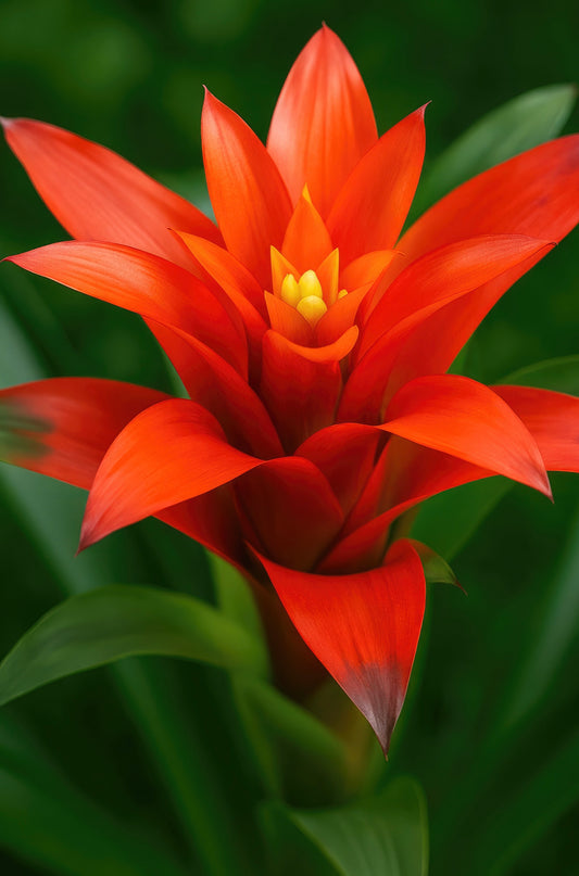 close up of a red-orange bromeliad with a yellow centre and green foliage with a blurred background 