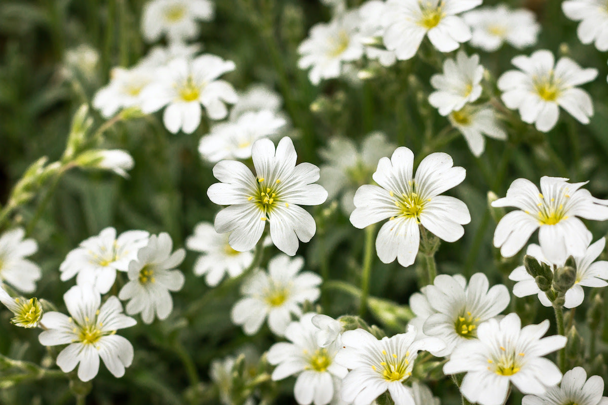 Neige en été