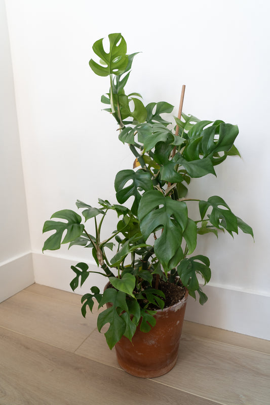 Rhaphidophora Tetrasperma plant in terracotta pot on a beige wooden floor with a white wall behind it