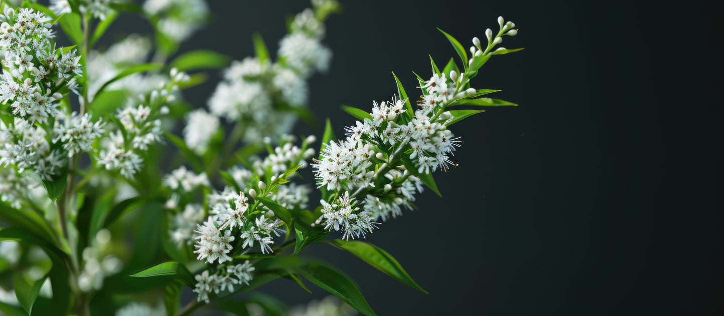 Bougies de neige Véronique