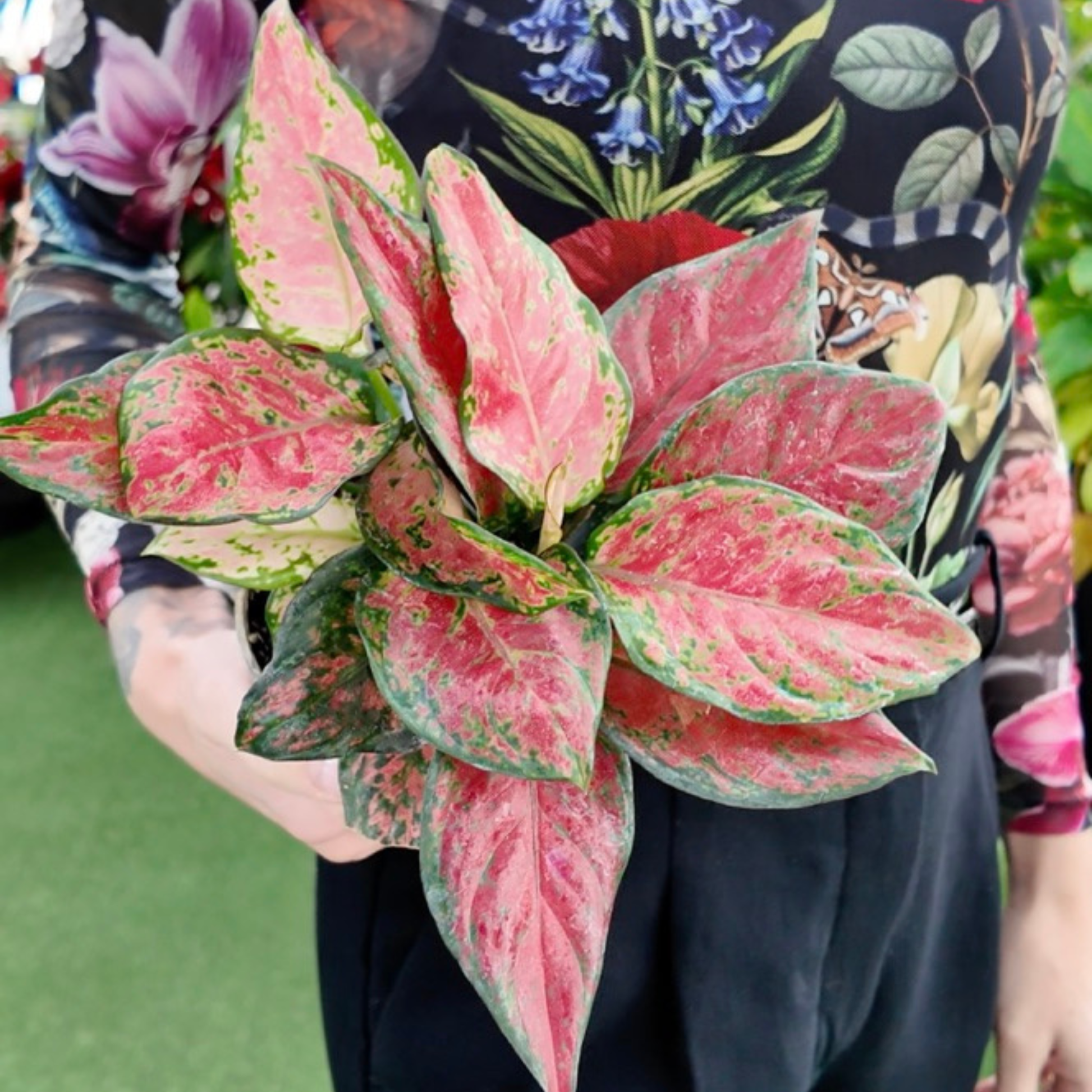 a picture of a woman wearing a colourful floral shirt holding a aglaonema black maroon plant with red and green leaves in a greenhouse setting 
