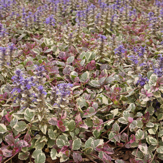 Burgundy Glow Bugleweed